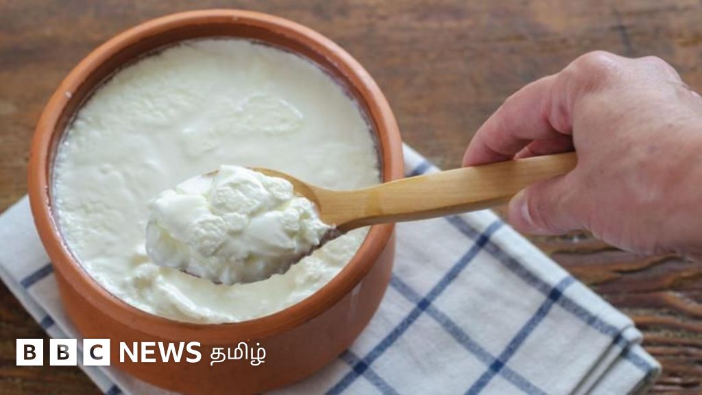 சந்தையில் கிடைக்கும் தயிர், வீட்டில் தயாரிக்கும் தயிரை விடச் சிறந்ததா? இரண்டிற்கும் உள்ள வேறுபாடு என்ன?