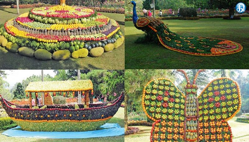 குன்னூர் சிம்ஸ் பூங்காவில் 66 வது பழக் கண்காட்சி இன்று தொடங்கியது..!!