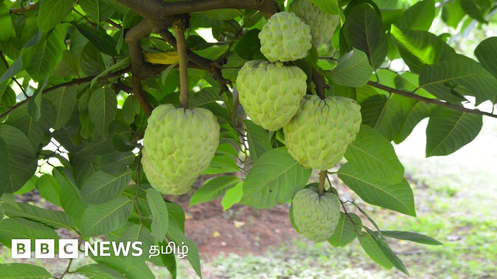 அர்கா சஹான்: விதை குறைவு, அதிக சதை, நீண்ட நாள் கெடாமல் இருக்கும் சீதாப்பழம் எப்படி உருவாக்கப்பட்டது?