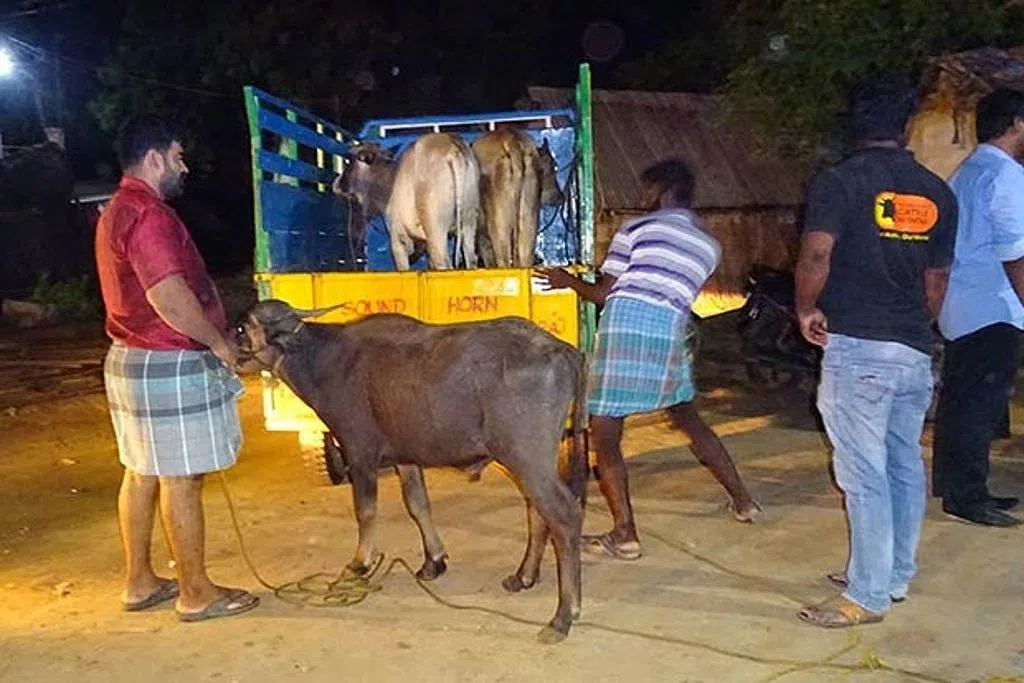 தமிழகத்தில் பசுவதை தடை: உச்ச நீதிமன்றம் நிறுத்திவைப்பு