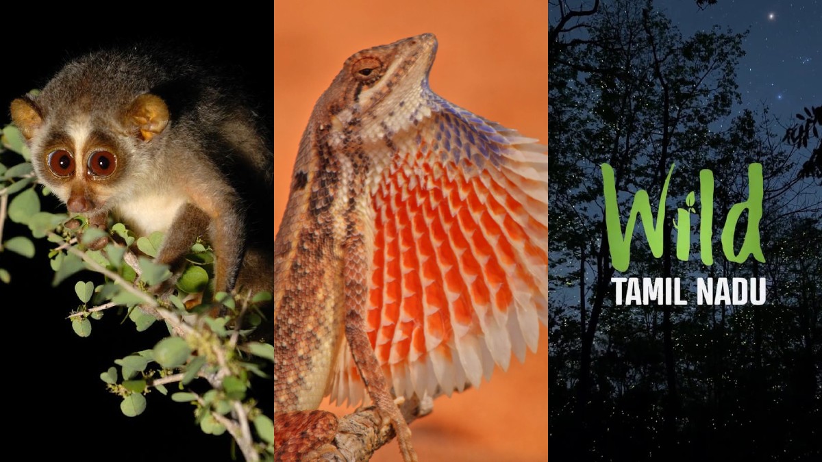 நம்ம தமிழ்நாட்டுகுள்ள இவ்வளவு அழகா? தியேட்டரில் மிரட்ட வரும் Wild Tamil Nadu.. 4 வருட உழைப்பின் பலன்