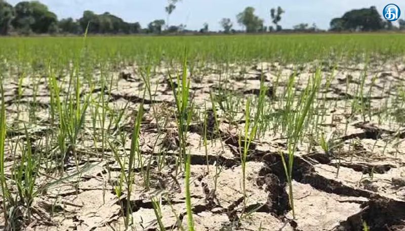 திருத்துறைப்பூண்டி அருகே 5,000 ஏக்கர் நேரடி நெல் விதைப்புப் பயிர்கள் காய்ந்து வருகின்றன!