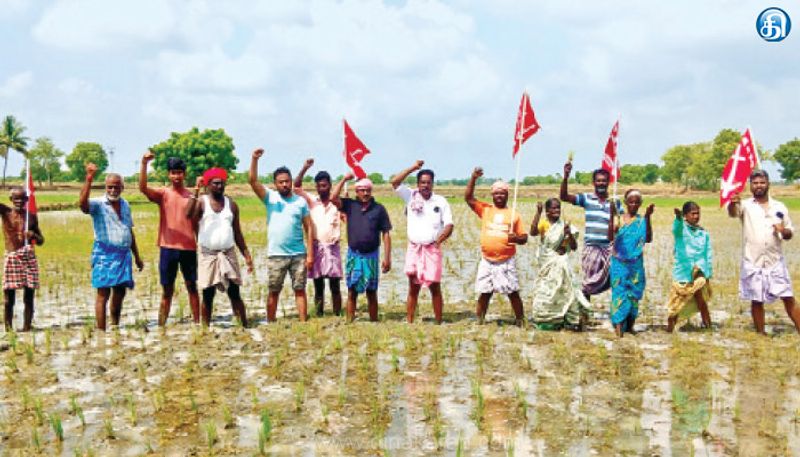 கருகும் நெற்பயிர்களுக்கு இழப்பீடு வழங்க கோரி தமிழ்நாடு விவசாயிகள் சங்கத்தினர் வயலில் இறங்கி ஆர்ப்பாட்டம்