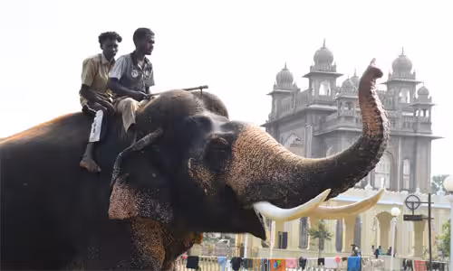 மைசூரு தசரா ஜம்பு சவாரி: தங்க அம்பாரியை சுமக்கவுள்ள பிரசாந்த் யானை!